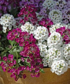 Alyssum Tohumu ( Kraliyet Halısı ) Karışık Renkli - 40 Tohum