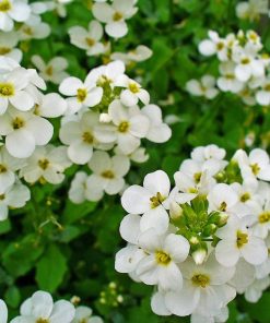 Arabis Tohumu ( Alp Kesimi ) Beyaz Renkli - 20 Tohum