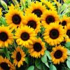 Süs Ayçiçeği Tohumu ( Katlı Çiçek ) Turuncu Siyah - 5 Tohum