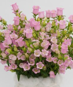 Çan Çiçeği Tohumu ( Mini Maviş ) Pembe Renkli - 5 Tohum