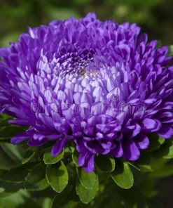 Aster Kasımpatı ( Krizantem ) Mavi Renkli - 20 Tohum
