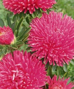Aster Kasımpatı ( Krizantem ) Burgundy Renkli - 20 Tohum