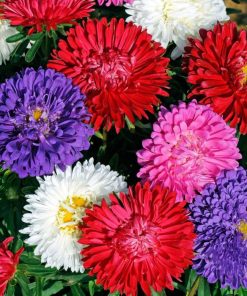 Aster Kasımpatı ( Krizantem ) Karışık Renkli - 20 Tohum