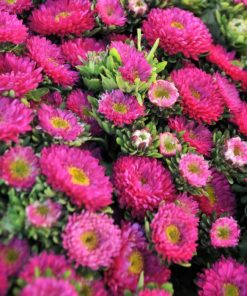 Kasımpatı Çiçeği Tohumu ( Uzun boylu, Kesimlik ) Pembe Renkli - 5 Tohum