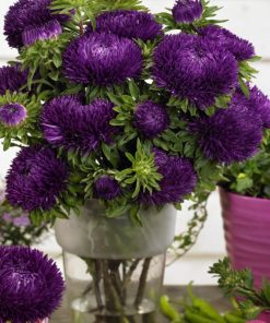 Aster Kasımpatı ( Krizantem ) Mor Renkli - 20 Tohum