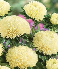 Aster Kasımpatı ( Krizantem ) Sarı Renkli - 20 Tohum