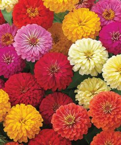 Kirli Hanım Çiçeği Tohumu ( Büyük Çiçekli Zinnia ) Karışık Renkli - 5 Tohum