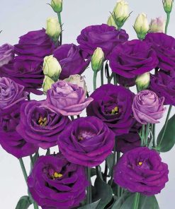 Lisianthus Çiçeği Tohumu ( Katmerli, Bodur ) Mavi Renkli - 5 Tohum