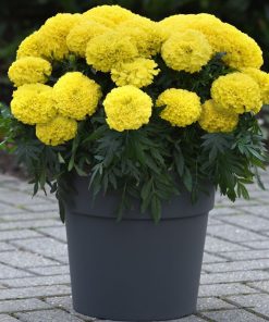 Kadife Çiçeği ( Marigold Büyük Çiçek ) Sarı Renkli - 10 Tohum