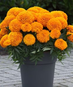 Kadife Çiçeği ( Marigold Büyük Çiçek ) Turuncu Renkli - 10 Tohum
