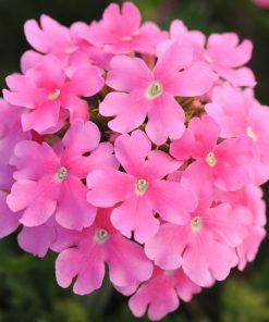 Mine Çiçeği ( Sarkan Çok Dallanan ) Pembe Renkli - 10 Tohum
