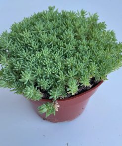 Sedum Tohumu ( İri Damarlı Yapraklar ) Yeşil Renkli - 15 Tohum