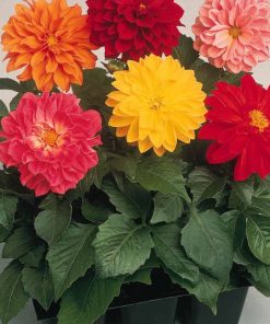 Yıldız Dahlia Çiçeği Tohumu ( Bodur Mini Çiçekli ) Karışık Renkli - 5 tohum
