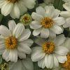 Zinnia Çiçeği Tohumu ( Mini Çiçekli, Kirli Hanım ) Beyaz Renkli - 5 Tohum