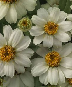 Zinnia Çiçeği Tohumu ( Mini Çiçekli, Kirli Hanım ) Beyaz Renkli - 5 Tohum