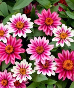 Zinnia Çiçeği Tohumu ( Mini Çiçekli, Kirli Hanım ) Cherry Renkli - 5 Tohum