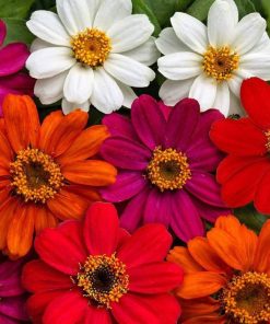 Zinnia Çiçeği Tohumu ( Mini Çiçekli, Kirli Hanım ) Karışık Renkli - 5 Tohum