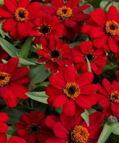 Zinnia Çiçeği Tohumu ( Mini Çiçekli, Kirli Hanım ) Kırmızı Renkli - 5 Tohum