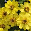 Zinnia Çiçeği Tohumu ( Mini Çiçekli, Kirli Hanım ) Sarı Kırmızı Renkli - 5 Tohum