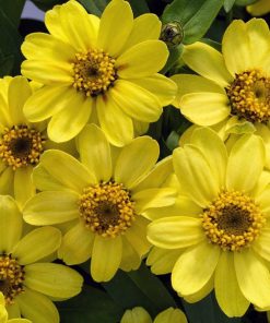 Zinnia Çiçeği Tohumu ( Mini Çiçekli, Kirli Hanım ) Sarı Kırmızı Renkli - 5 Tohum