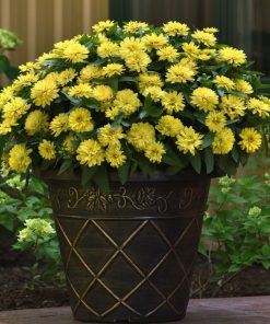 Kirli Hanım ( Zinnia İri Çiçek ) Sarı Renkli - 5 Tohum