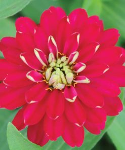Kirli Hanım ( Zinnia İri Çiçek ) Kırmızı Beyaz Renkli - 5 Tohum