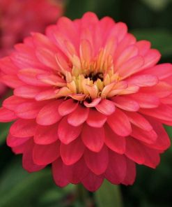 Kirli Hanım ( Zinnia İri Çiçek ) Somon Renkli - 5 Tohum