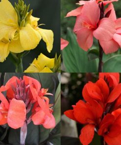 CANNA - TESBİH ÇİÇEĞİ - KARIŞIK ( 5 Tohum )