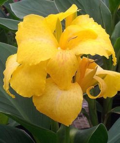 Canna - Tesbih Çiçeği - SARI ( 1 Tohum )