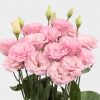 Lisianthus Tohumu ( Lale Gül ) İri Çiçek Serisi - AÇIK PEMBE ( 5 Tohum )