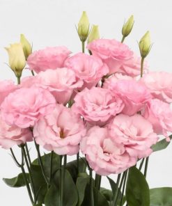 Lisianthus Tohumu ( Lale Gül ) İri Çiçek Serisi - AÇIK PEMBE ( 5 Tohum )