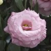 Lisianthus Tohumu ( Lale Gül ) İri Çiçek Serisi - GÜL PEMBE ( 5 Tohum )