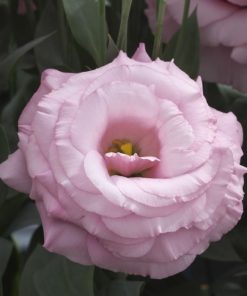 Lisianthus Tohumu ( Lale Gül ) İri Çiçek Serisi - GÜL PEMBE ( 5 Tohum )