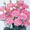 Lisianthus Tohumu ( Lale Gül ) İri Çiçek Serisi - PEMBE ( 5 Tohum )