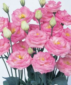 Lisianthus Tohumu ( Lale Gül ) İri Çiçek Serisi - PEMBE ( 5 Tohum )