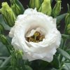 Lisianthus ( Lale Gül ) Julyet Serisi - BEYAZ ( 5 Tohum )
