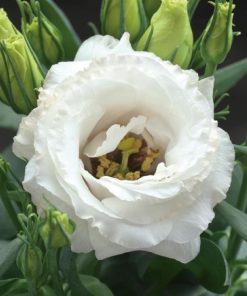 Lisianthus ( Lale Gül ) Julyet Serisi - BEYAZ ( 5 Tohum )