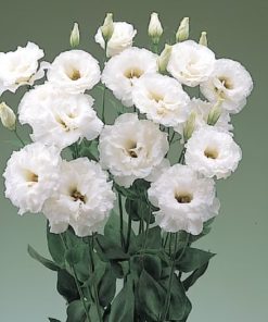 Lisianthus ( Lale Gül ) BÜYÜ Serisi - BEYAZ ( 5 Tohum )