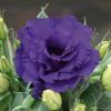 Lisianthus ( Lale Gül ) Julyet Serisi - MAVİ ( 5 Tohum )