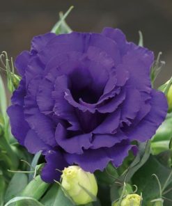 Lisianthus ( Lale Gül ) Julyet Serisi - MAVİ ( 5 Tohum )