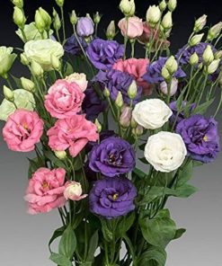 Lisianthus ( Lale Gül ) Advantage Serisi - KARIŞIK ( 5 Tohum )