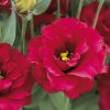 Lisianthus ( Lale Gül ) Gelin Buketi Serisi - KIRMIZI ( 5 Tohum )