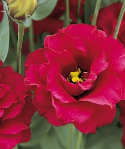 Lisianthus ( Lale Gül ) Gelin Buketi Serisi - KIRMIZI ( 5 Tohum )