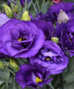 Lisianthus ( Lale Gül ) BÜYÜ Serisi - KOYU MAVİ ( 5 Tohum )
