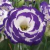 Lisianthus ( Lale Gül ) Gelin Buketi Serisi - MAVİ NOKTA ( 5 Tohum )