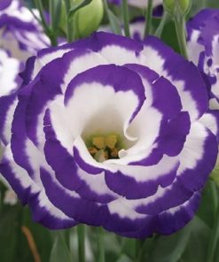 Lisianthus ( Lale Gül ) Gelin Buketi Serisi - MAVİ NOKTA ( 5 Tohum )