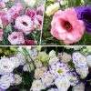 Lisianthus ( Lale Gül ) Gelin Buketi Serisi - KARIŞIK ( 5 Tohum )