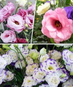 Lisianthus ( Lale Gül ) Gelin Buketi Serisi - KARIŞIK ( 5 Tohum )