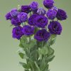Lisianthus ( Lale Gül ) Gelin Buketi Serisi - MOR ( 5 Tohum )