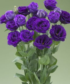 Lisianthus ( Lale Gül ) Gelin Buketi Serisi - MOR ( 5 Tohum )